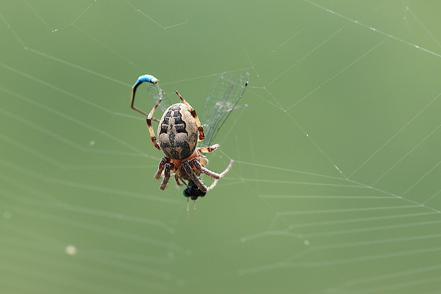 Larinioides sp.